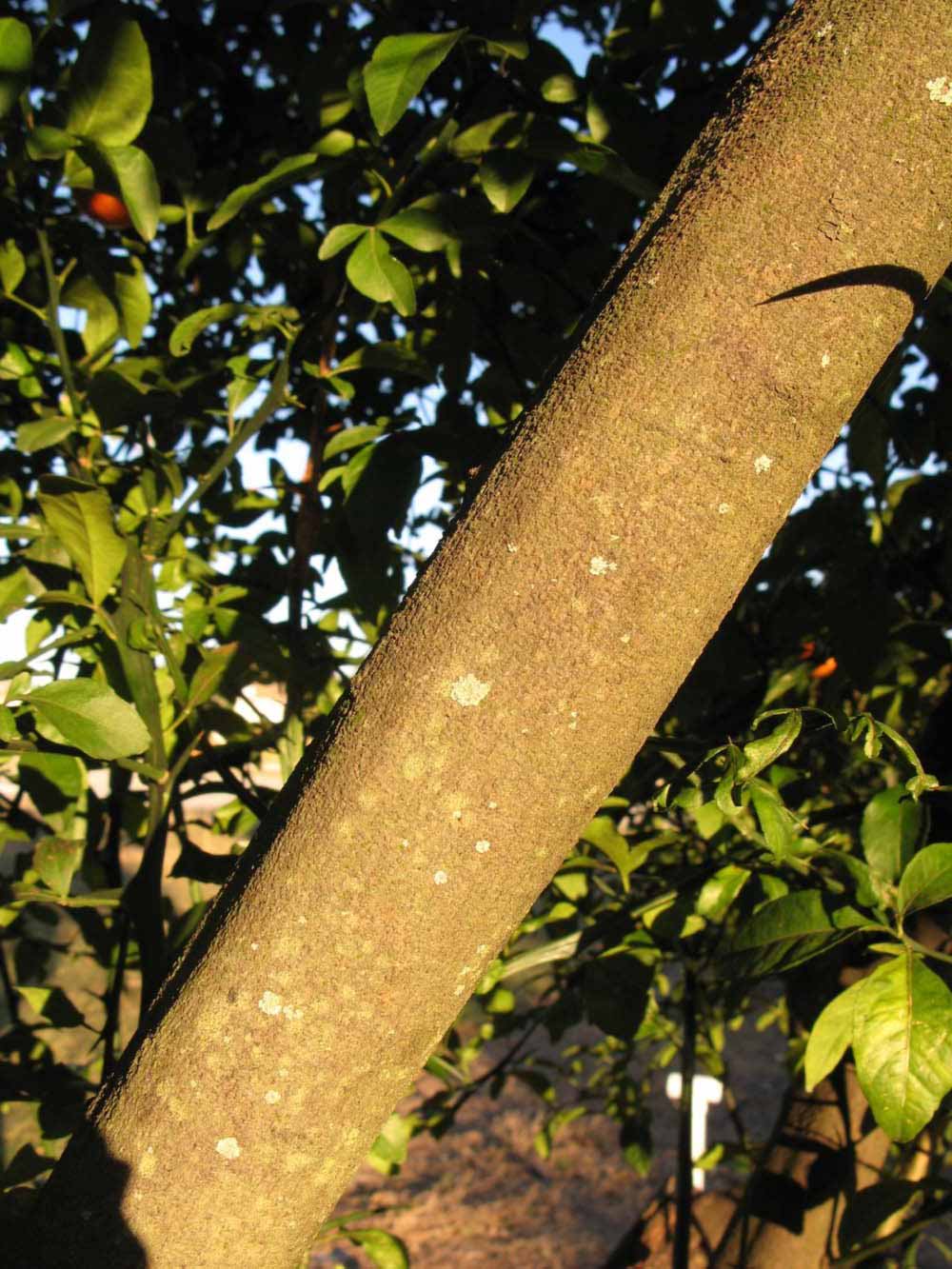              Bark (Winter Haven, FL)       